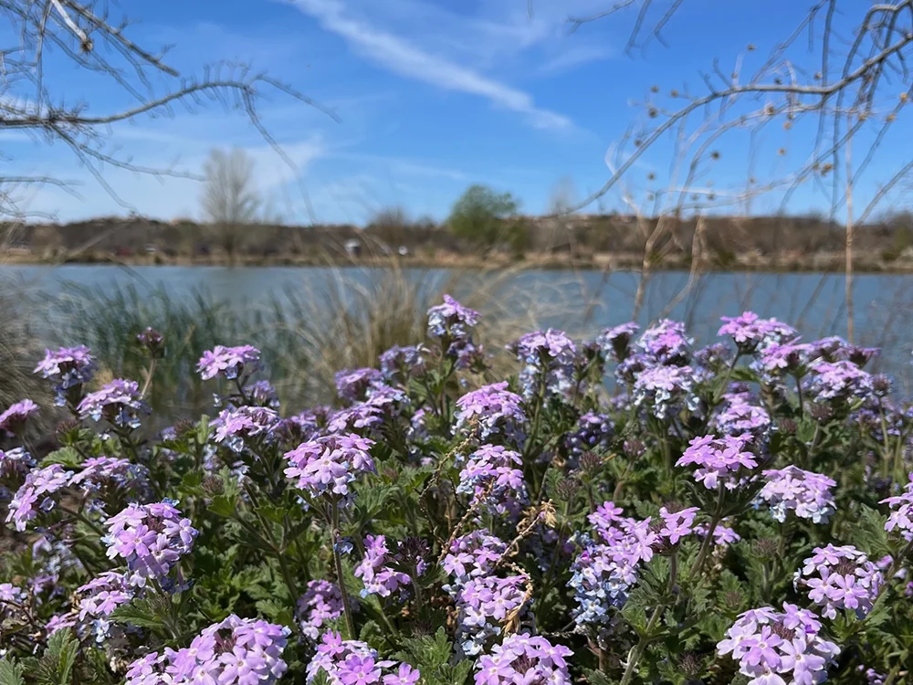 Canoa Ranch Conservation Park - Beautiful native flowers overlooking the man-made resevoir