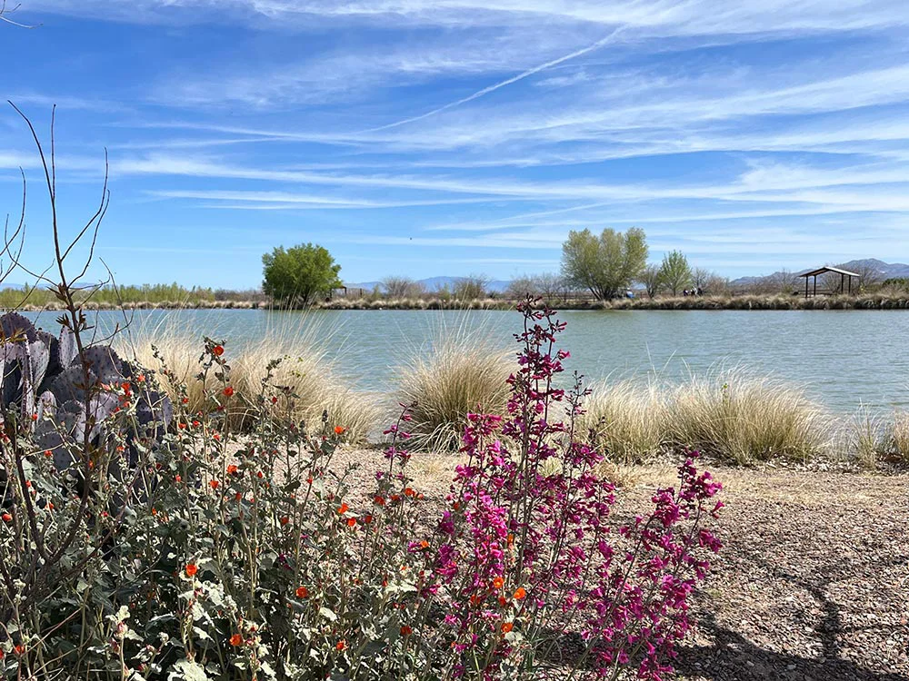 Canoa Ranch Conservation Park - View of the manmade lake and wildflowers