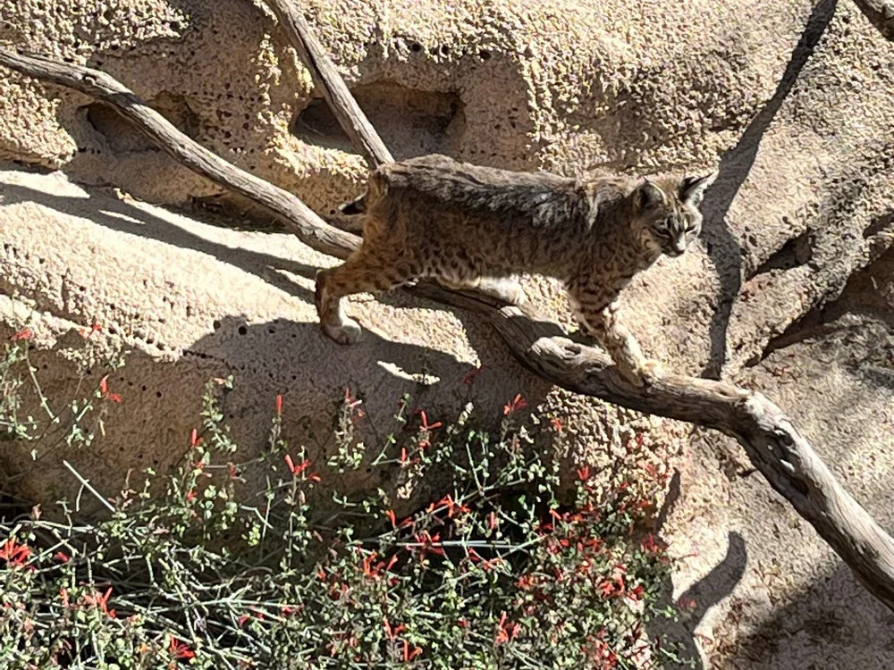 Bobcat on display at the Arizona-Sonora Desert Museum