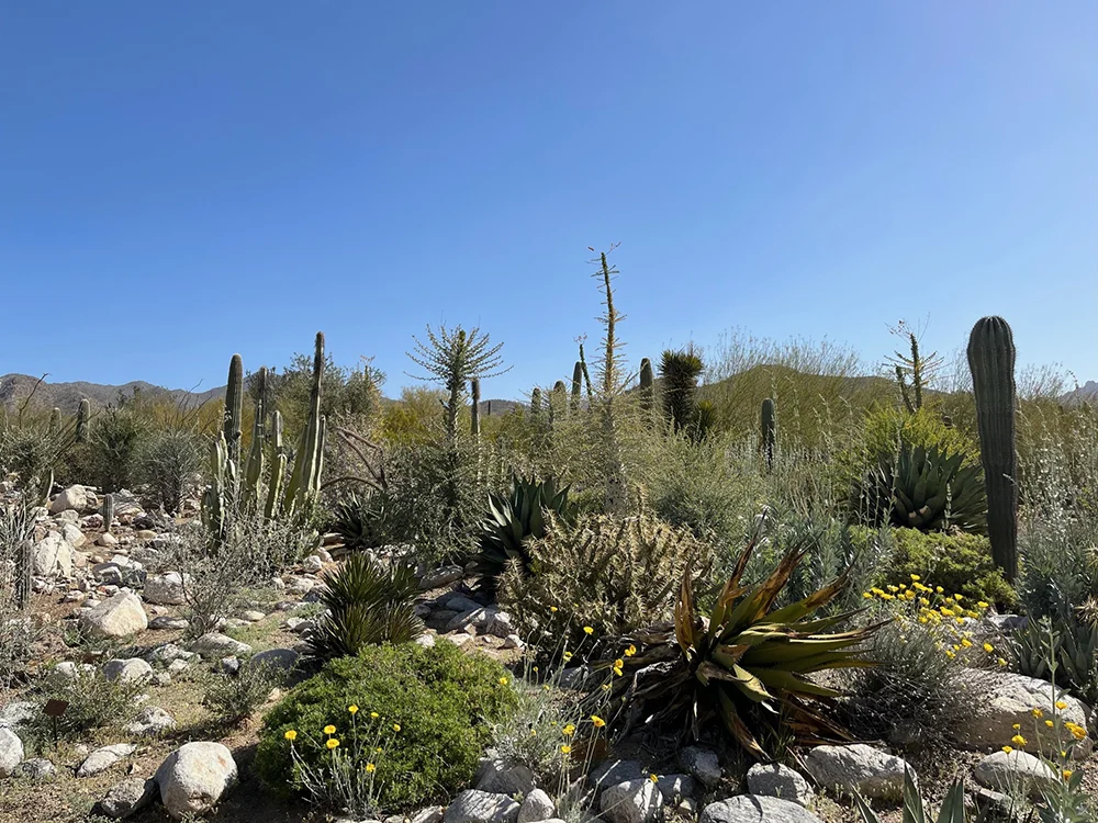 Beautiful views of the open desert at the Arizona-Sonoran Desert Museum in Tucson, Arizona