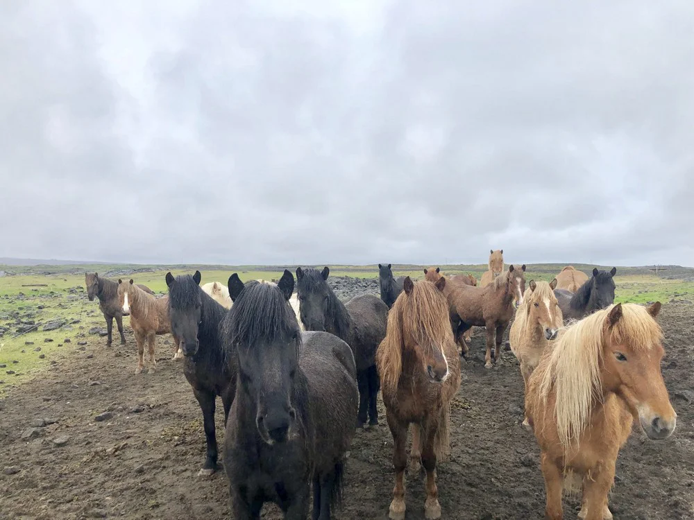Iceland Golden Circle - Icelandic horses weathering the rain