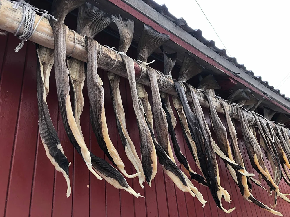 Norway - Cod drying on traditional racks in the Lofoten Islands